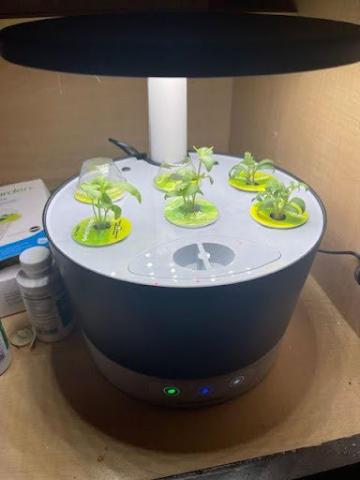 small contained plants directly under lamp light