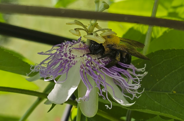 Bee on a Passionflower