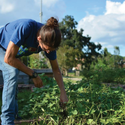Person Pulling Plants from the Garden