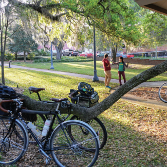 Bikes Leaning Up Against a Tree and Sunlight Shining on Them
