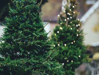Holiday trees