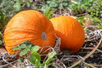 two bright orange pumpkins in a field