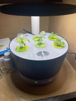 small contained plants directly under lamp light