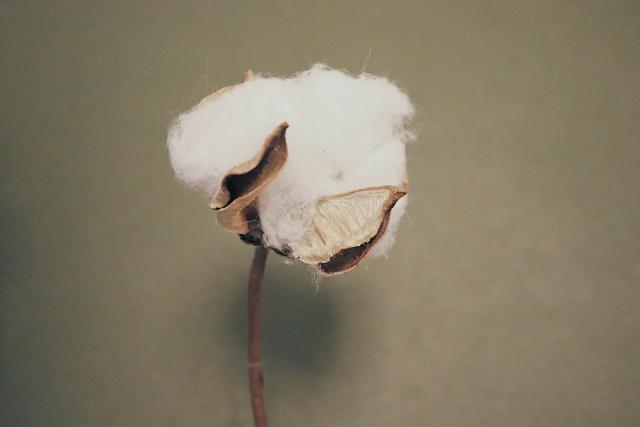 cotton plant