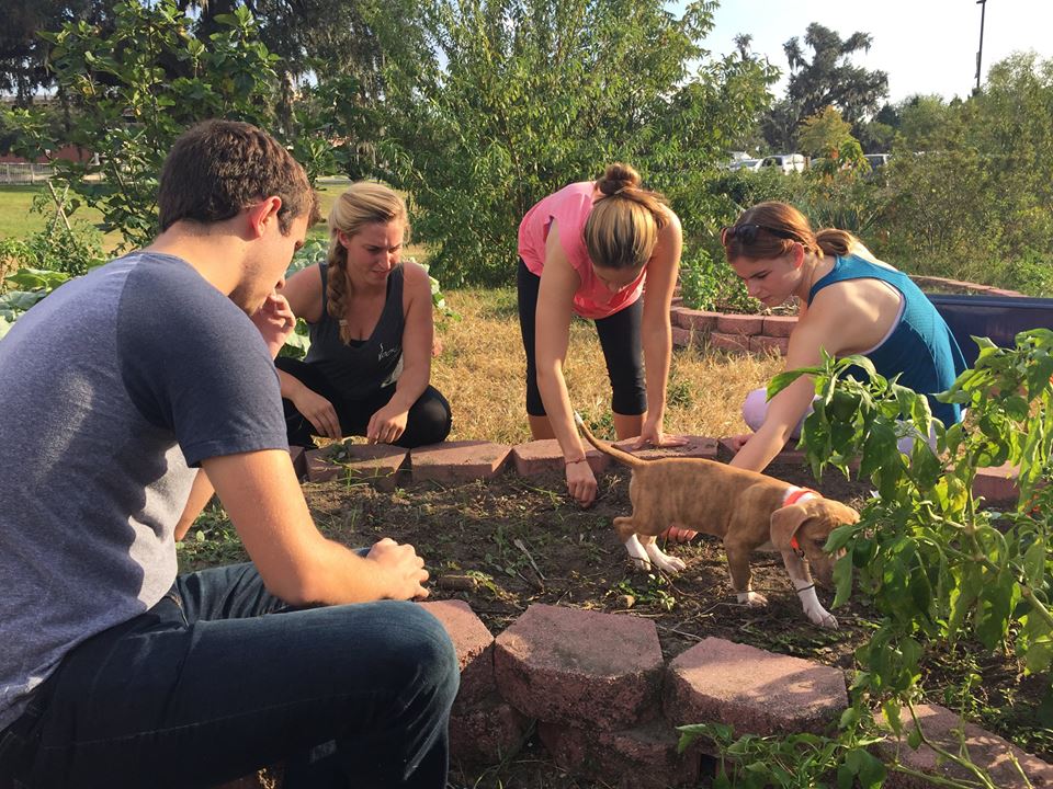 Garden Pulling Weeds.jpg