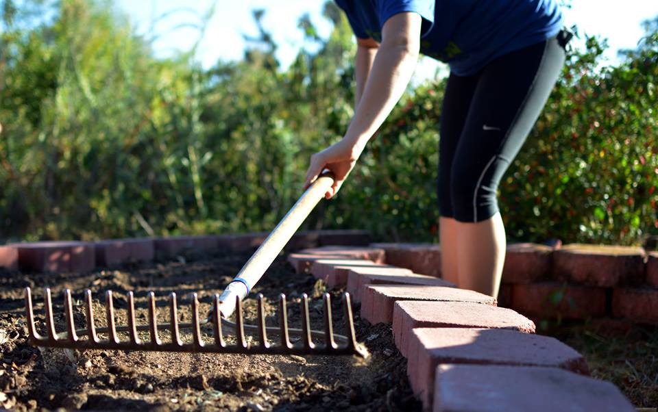 Raking soil before seeds are placed.jpg