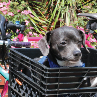Black Dog in Bicycle Basket